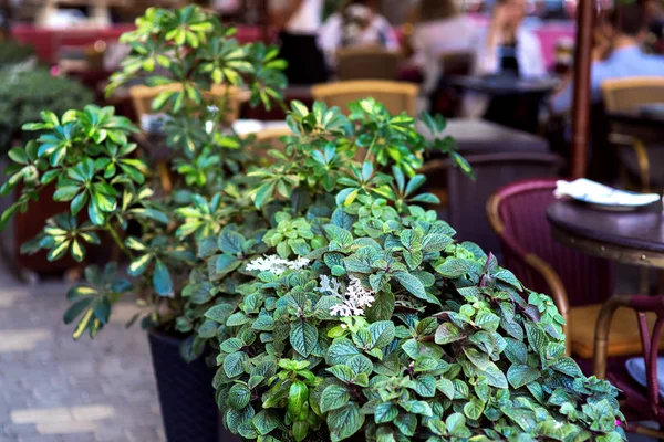 Plantas Ornamentais Decíduas Verdes Vaso Café Rua Contra Fundo Mesas — Fotografia de Stock