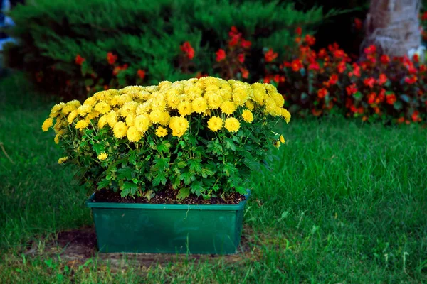 Maceta Verde Con Flores Amarillas Césped Verde Parque Diseño Del —  Fotos de Stock