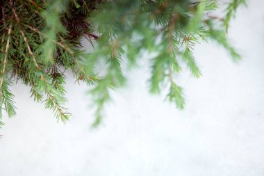 iğne yapraklılar tebrik bir metin için boş alan ile hafif bir arka plan, Noel ve yeni yıl tema arka plan üzerinde dalları.