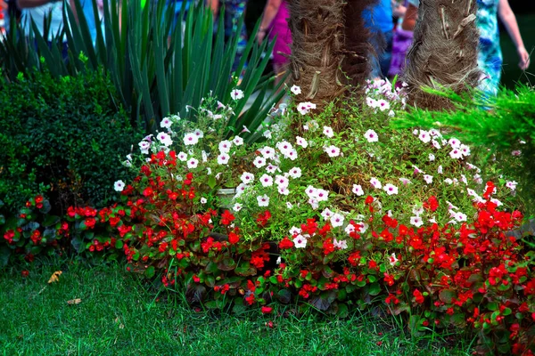 Flowerbed Flowers Leaves Planted Green Lawn Tree Trunk — Stock Photo, Image