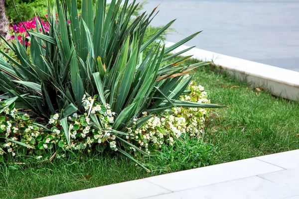 Green Areas Bed Fenced Marble Parapet Green Lawn Flowers Leaves — Stock Photo, Image