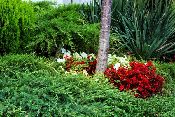 針と花が咲く木のテーブル 植物のクローズ アップと常緑低木の美化 — ストック写真