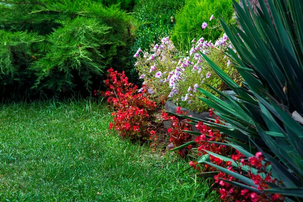 Landscape Design Flower Bed Different Plants Flowers Leaves Evergreen Thuja — Stock Photo, Image