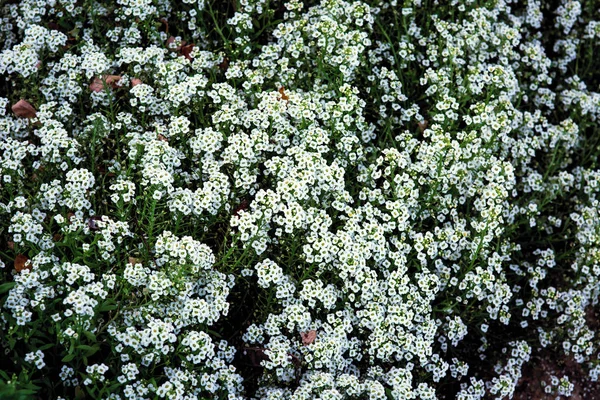 Die Textur Der Blumen Ist Eine Draufsicht Kleine Weiße Blüten — Stockfoto