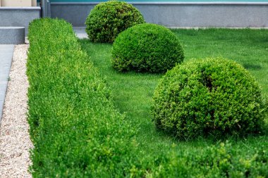 Bahçe çalılar yaprak dökmeyen, peyzaj tasarımı, yeşil ot ve yaprak döken çalı bir yuvarlak ve dikdörtgen şeklinde vurdu.