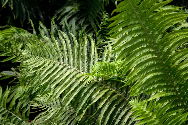 Samambaia Ramo Verde Com Folhas Verdes Close — Fotografia de Stock