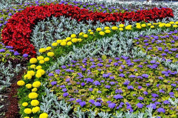 Cama Flores Con Flores Diferentes Flores Plantadas Con Patrón Primer —  Fotos de Stock
