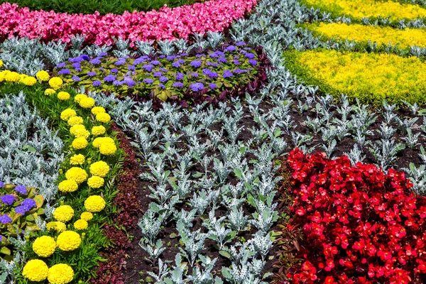 Aiuola Piantata Con Modello Diversi Tipi Fiori — Foto Stock