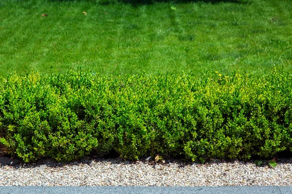 低木と緑の草 剃毛芝生の背景に対するヘッジ 花崗岩の生垣の前にふるいにかける — ストック写真