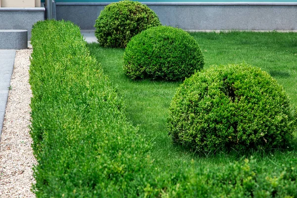 Bahçe Çalılar Yaprak Dökmeyen Peyzaj Tasarımı Yeşil Yaprak Döken Çalı — Stok fotoğraf