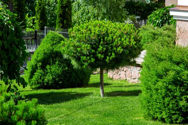 Jardim Pinheiros Perenes Arbustos Uma Grama Verde Com Plantas Quintal — Fotografia de Stock