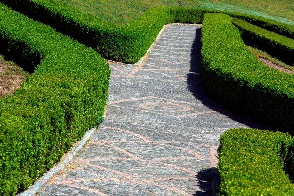 緑の生垣迷路生垣に沿ってパターンと並んで 庭の舗装に舗装 — ストック写真