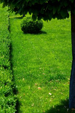 Peyzaj tasarımı ve yeşil çim çalı ve ağaç konulu dikey arka plan.