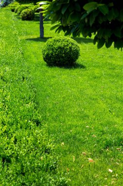 Dikey arka plan ve arka plan üzerinde metin için özgür kopya yer yeşil çimen ve çalılar ve ağaçlar yeşil bitkiler ile.