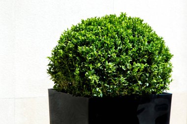 Hafif bir taş duvar arka planı siyah bir kare parlak saksı de herdem yeşil yapraklı Funda.