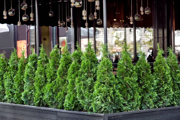 Вічнозелена Рослина Туї Темних Квіткових Горщиках Декор Літніх Терас Кафе — стокове фото
