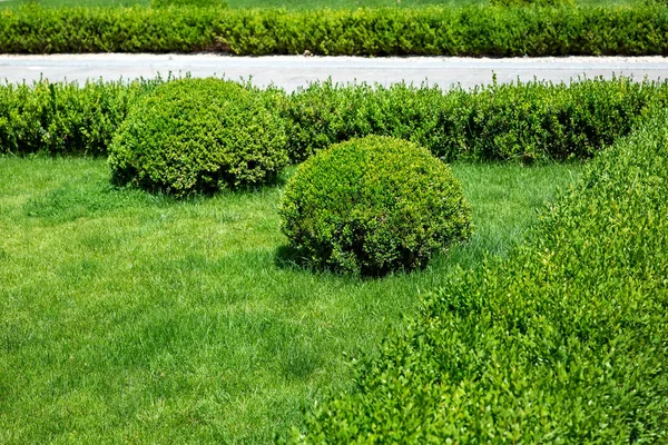 Césped Con Arbustos Forma Ovalada Cuadrado Forma Seto Plantas Verdes — Foto de Stock