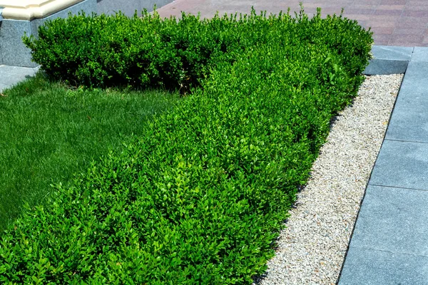 Green Fence Mulch Pebbles Stone Pedestrian Walkway Close Plant Nobody — 图库照片