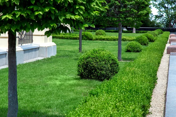 Pelouse Avec Herbe Verte Buissons Ovales Sempervirents Clôturés Par Une — Photo