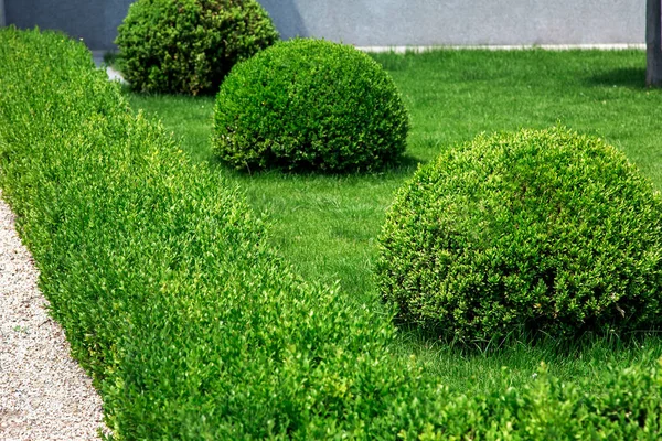 Peyzaj Tasarımı Hedges Şeklinde Çalılar Güneşli Bir Günde Yeşil Çimenlerin — Stok fotoğraf