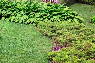 Arka bahçesinde çevre düzenlemesi yeşil çim ve mazı çalıların içinde belgili tanımlık geçmiş ile yaprak döken bir bitki ekili.