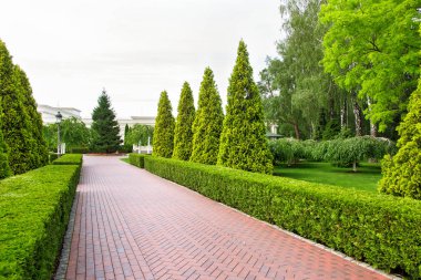 Çini kesilmiş yaprak döken çalı ve herdem yeşil bir piramit şeklinde Mazı (bitki), yeşil bitkiler ve ağaçlar, bir park Yaya kaldırım kimse.