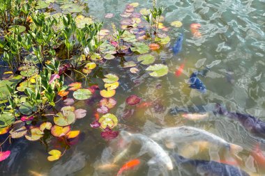Balık suyun altında zambak ile dekoratif bir havuzda yüzüyor..
