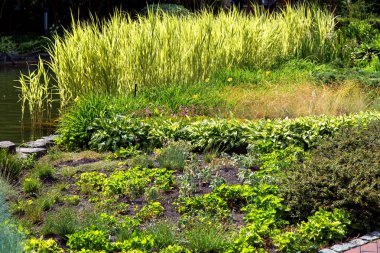 çiçek yatak su birikintisi arka plan sazlık ve küçük bitkiler ile.
