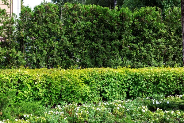 Sebe Verde Thuja Evergreen Verão Arbustos Folhosos Flores Verdes Com — Fotografia de Stock