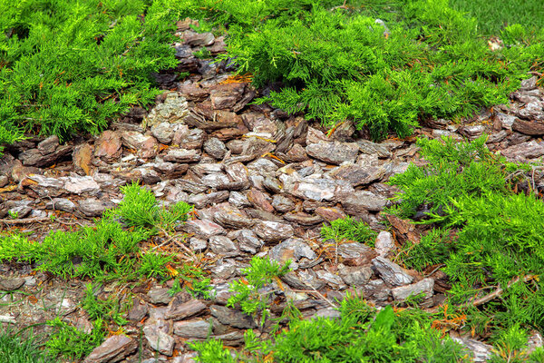 Mulching with bark in a bed with evergreen thuja, landscaping of the winter garden.