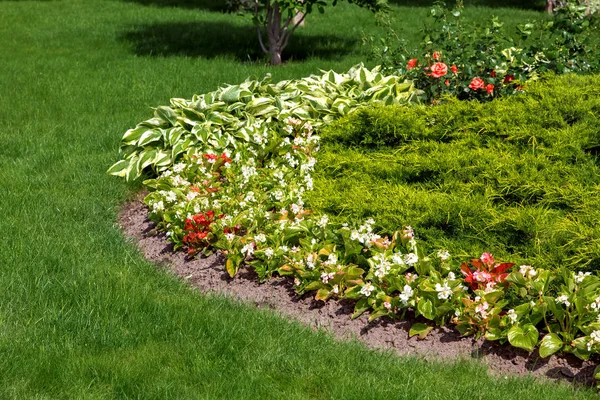 Landscaping flower beds with flowers and leaves and bush thuja lawn grass is planted around.