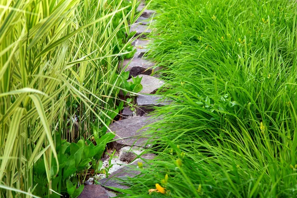 Path Decorative Stone Green Plant Plants Elongated Green Leaves Reeds — Stock Photo, Image
