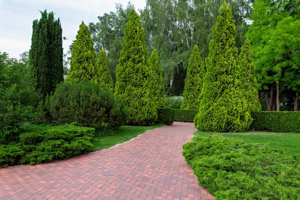 公园内的步行街 有常绿的植物树和有多叶灌木和绿色草坪的图亚灌木 — 图库照片
