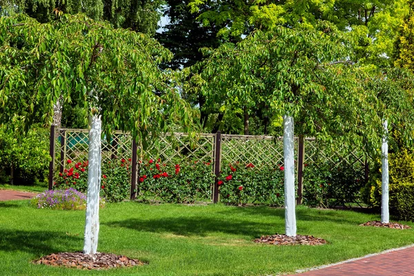 Garden Planted Young Whitewashed Trees Background Rose Garden Rose Bushes — Stock Photo, Image