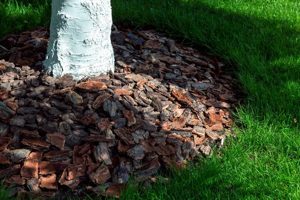 Close Bark Mulching Tree Trunk Green Grass Shade Leaves Stripe — Stock Photo, Image