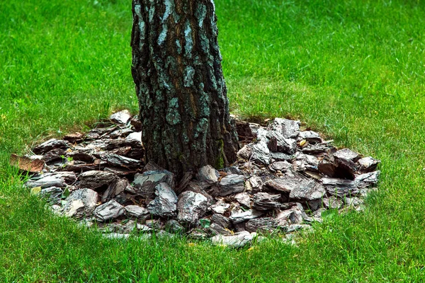 Tronco Árvore Coberto Musgo Coberto Com Monte Casca Mulching Grama — Fotografia de Stock