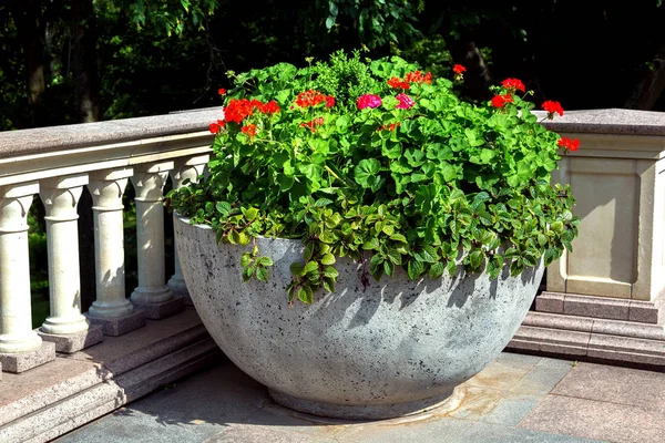 A concrete flower pot with leafy green plants and red blossoms on a sunny day stands on the terrace with a bolusstadion rail.