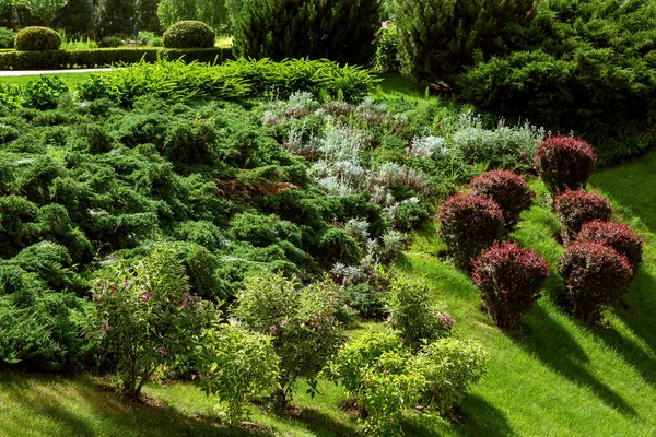 裏庭の景色デザインは落葉樹と常緑樹の Thujas によっての薮の植物の品種が植えられて晴れた日 — ストック写真