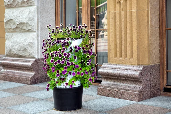 Flowerpot with a blooming petunia flower on the sidewalk against the background of the facade of the building with panoramic windows and stone elements of architecture.