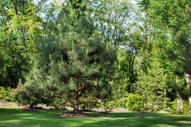 Yeşil çimenlerin üzerinde bir güneşli yaz gününde malç ile büyüyen çam ile Park Peyzaj.