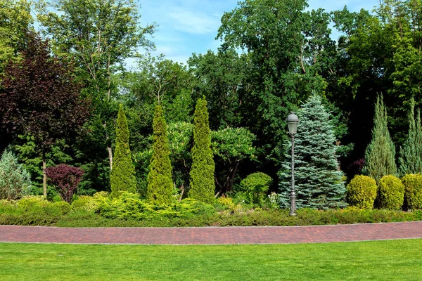 Parque Con Diferentes Plantas Plantadas Diseño Paisajístico Utilizando Arbustos Tuyas —  Fotos de Stock