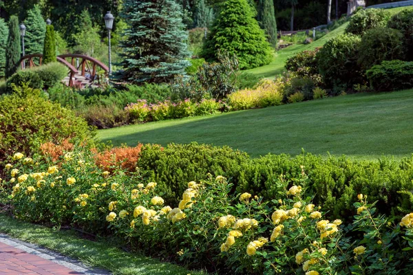 Flower Bed Yellow Roses Garden Hedge Landscaped Green Plants Background — Stock Photo, Image