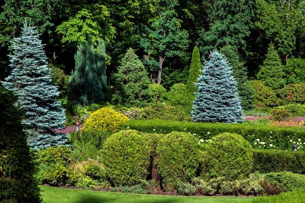 Biçilmiş şekilli çalılar ve ağaçlar arka planda bitkiler ile park peyzaj tasarımı.