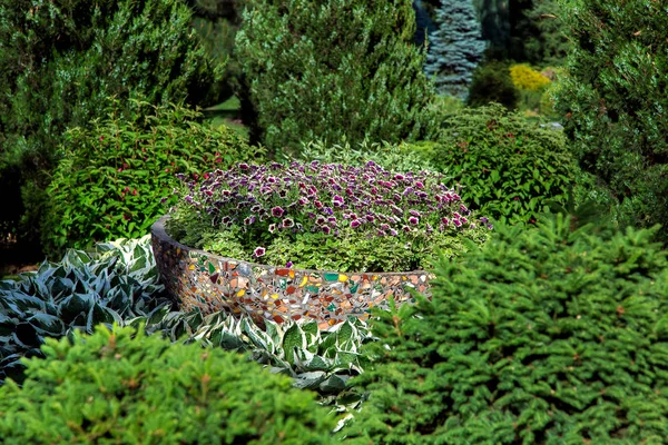 stone pot with blooming flowers in a bed with evergreen bushes and pine plants.