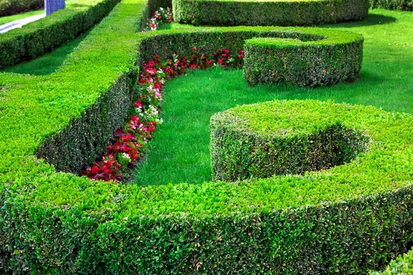 パターン間に育つ花と芝生の植えられたクリップの茂みにつげヘッジ — ストック写真