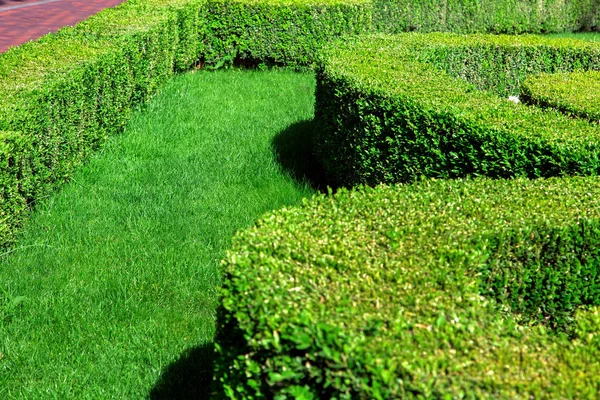 Jardín Con Césped Verde Plantado Con Arbustos Recortados Jardinería Con — Foto de Stock