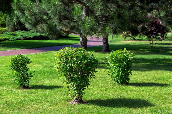 Landscape with leafy bushes of a small height on a green lawn in the background a walkway and pine trees.