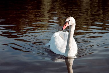 Beyaz bir kuğu boyun ıslak eşarplı doğrudan kameraya dalgalar ile gölde yüzüyor.