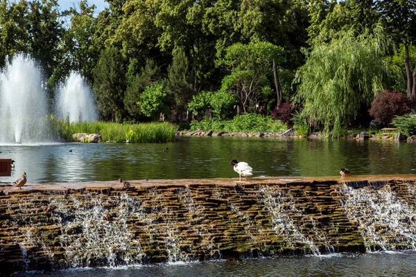 bir çeşme ve ördek yürümek ve yüzmek ducklings ile bir basamaklı şelale ile Dekoratif suni gölet.