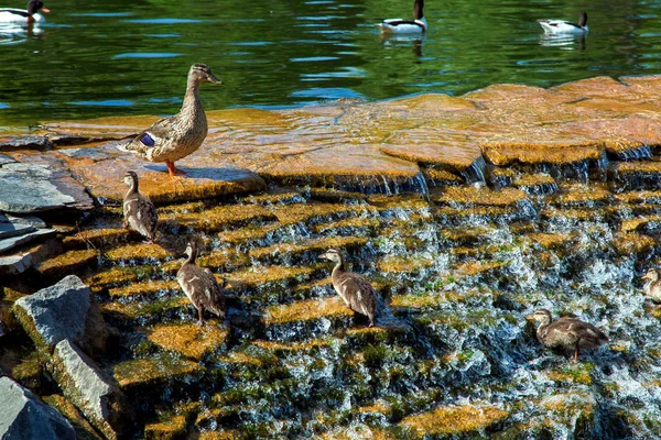 A family of ducks in a decorative waterfall cascade ducklings rise against the flow of water up to the mother duck.